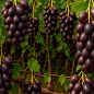 Виноград "Заветный" (ранний срок созревания, гроздь крупная до 1000 гр)