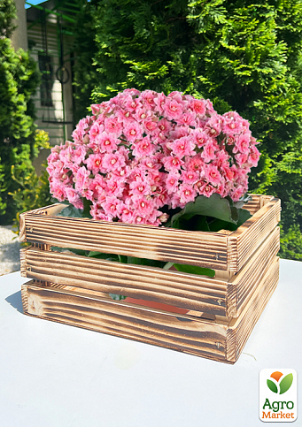 Ящик дерев'яний для зберігання декору та квітів "Прованс" довжина 25см, ширина 27см, висота 13см. (обпалений) - фото 6