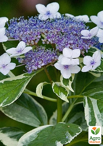 Гортензия крупнолистная 3-х летняя "Mariesii Variegata" - фото 4