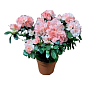 Рододендрон комнатный "Сhristine Matton" Нидерланды