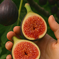 Инжир "Брева" (крупноплодный, самоплодный сорт)