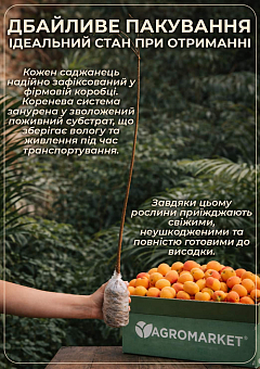 Абрикос "Десертный" (летний сорт, средний срок созревания)9