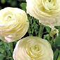 Лютики (Ранункулюс) "White 989" (розмір 5/6, великий) 5шт в упаковці