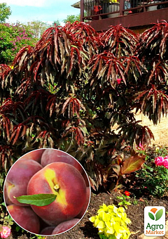 Персик краснолистный "Негус" (декоративный, плоды сладкие, поздний срок созревания)2
