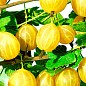 Крыжовник "Золотистый" (средний срок созревания, имеет очень сладкие, крупные ягоды)  купить