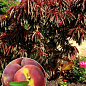 Персик краснолистний "Негус" (декоративний, плоди солодкі, пізній термін дозрівання)