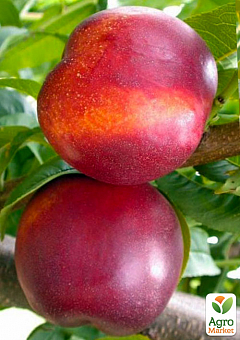 Нектарин "Рубиновый" (лысый персик, летний сорт, средний срок созревания)2