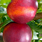 Нектарин "Рубіновий" (лисий персик, літній сорт, середній термін дозрівання)