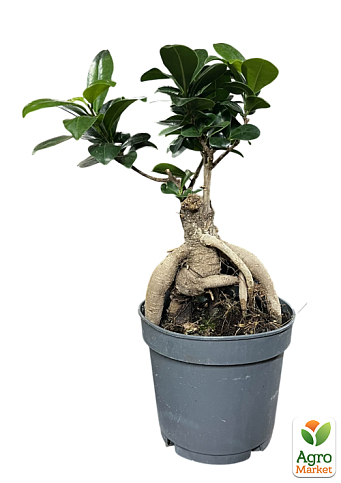 Бонсай "Ginseng" - фото 5