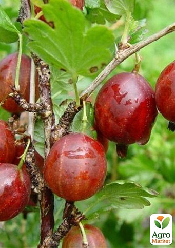 Крыжовник "Криспа" (средне-ранний срок созревания)