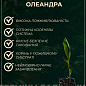 Олеандр полумахровый "Rubis" (вечнозеленый, душистый кустарник)