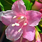 Вейгела цветущая розовая 