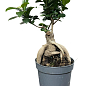 Бонсай "Ginseng"