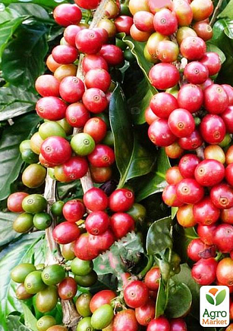 Кава "Арабіка" зростання 10-15 см - фото 4