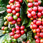 Кава "Арабіка" зростання 10-15 см
