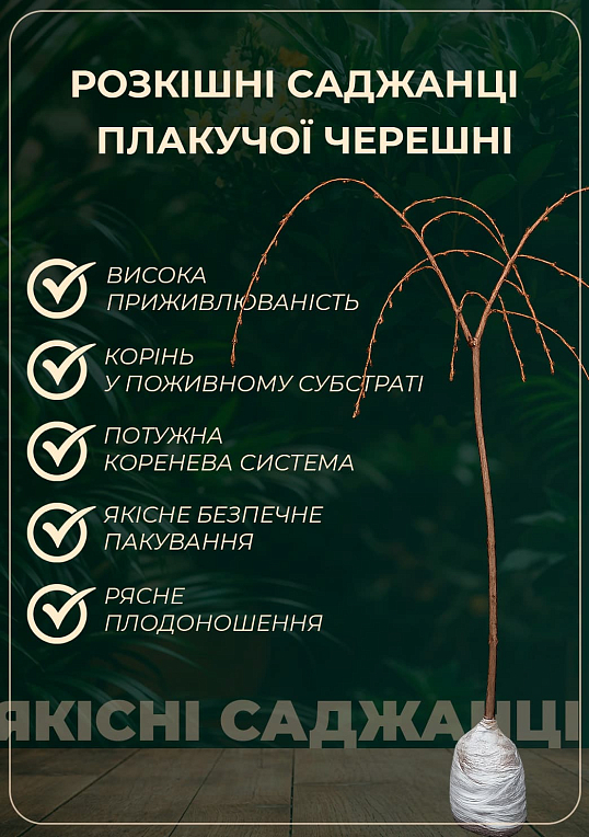 Черешня Плакуча (Weeping cherry) (вік від 2-х років, висота 150-190см) - фото 2