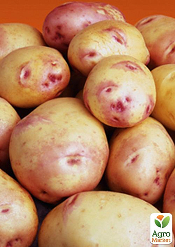 Картопля "Вентана" насіннєва пізньостигла (1 репродукція) 1кг