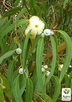 Эвкалипт Цитрусовый "Eucalyptus Citriodora" (цитрусовый аромат с ноткой бальзама)1