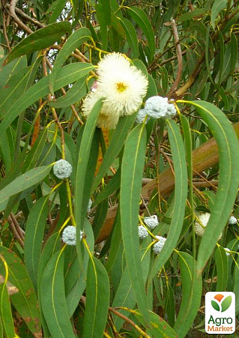 Эвкалипт Цитрусовый "Eucalyptus Citriodora" (цитрусовый аромат с ноткой бальзама)