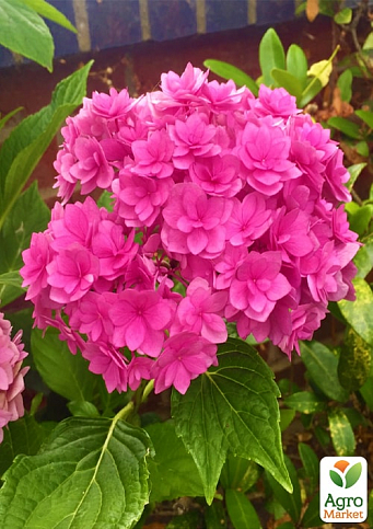 Гортензія крупнолиста рожева "Forever and ever Pink"