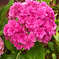 Гортензія крупнолиста рожева "Forever and ever Pink"