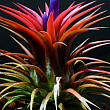 Тілландсия атмосферна "Іонанта" (Tillandsia Ionantha)