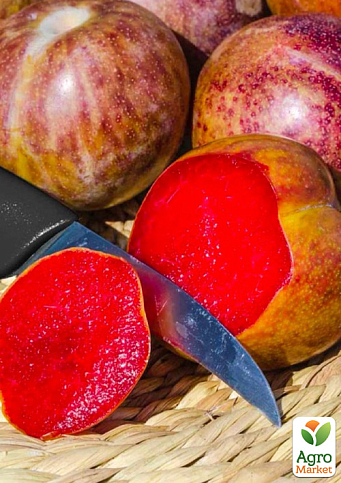 Гибрид слива+абрикос "Триумф" (сладкий, очень урожайный сорт)