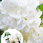 LMTD Гортензия крупнолистная цветущая 3-х летняя "Snowball" (30-40см)