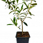 Оливкове Дерево "Olea Europaea" (міні штамб) висота 35-45см