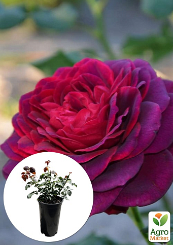 Роза в контейнере чайно-гибридная "Grafin Diana" (саженец класса АА+)