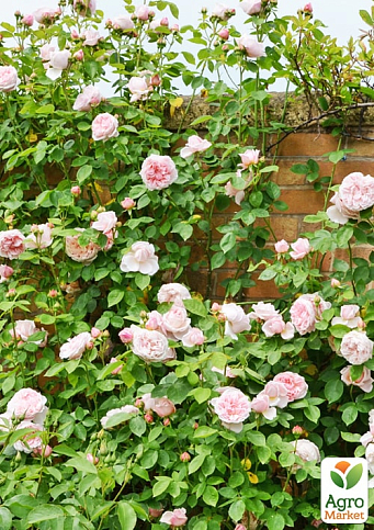 Троянда англійська плетиста "Сент Свізан" (саджанець класу АА+) вищий сор - фото 3