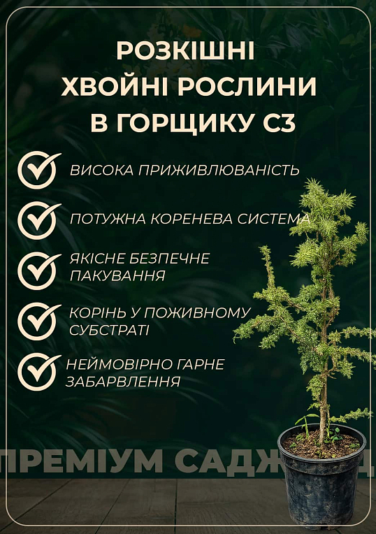 Секвойядендрон гигантский "Wellingtonia" С3, высота 45-55см - фото 5