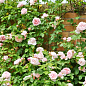 Роза английская плетистая "Сент Свизан" (саженец класса АА+) высший сорт цена