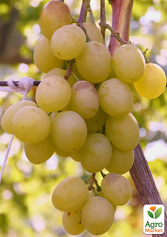 Виноград "Білосніжка" (ранній термін дозрівання, великий, солодкий мускат)
