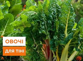 Тінелюбні овочі: вибір, вирощування та догляд - корисні статті про садівництво від Agro-Market