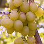Виноград "Білосніжка" (ранній термін дозрівання, великий, солодкий мускат)