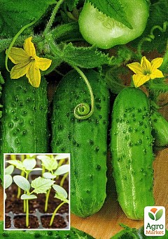 Розсада Огірок «Кущовий» (фермерське вирощування), 1шт в упаковці1