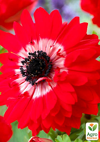 Анемона махровая красная "The Governor 979" (размер 5/6 , крупный) 5шт в упаковке