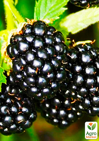 Ежевика позднеспелая "Апаче" (Apache)