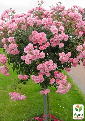 LMTD Троянда на штамбі квітуча 3-х річна "Royal Rosea" (укорінений саджанець у горщику, висота 50-80см) - фото 3
