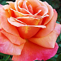 Ексклюзив! Троянда чайно-гібридна лососева-рожева "Мадемуазель Джулія" (Mademoiselle Julia) (саджанець класу АА +, преміальний морозостійкий сорт) цена