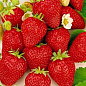 Клубника "Шарлота" (ремонтантный сорт) 