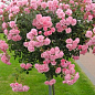 LMTD Роза на штамбе цветущая 3-х летняя "Royal Rosea" (укорененный саженец в горшке, высота 50-80см) цена