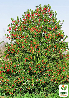 Падуб остролистный (Ilex aquifolium) вазон Р916
