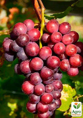 Виноград "Альтаїр" (надранній термін дозрівання)