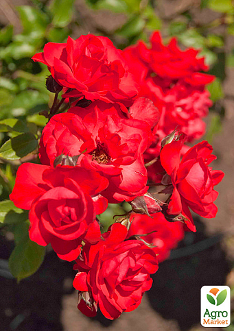 LMTD Троянда 2-х річна "Satchmo" (укорінений саджанець у горщику, висота 25-35см) - фото 3
