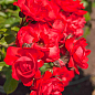 LMTD Троянда 2-х річна "Satchmo" (укорінений саджанець у горщику, висота 25-35см) цена