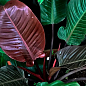 LMTD Філодендрон "BLACK CARDINAL" висота 30-40см