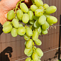 Виноград кишмиш "Ленд Крузер" (укорененный саженец в контейнере)