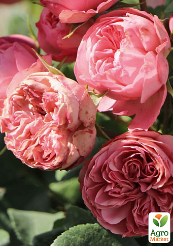 Роза флорибунда "Плейфул Рококо" в контейнере, высший сорт - фото 3